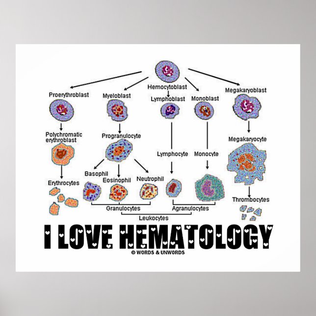 I Liebe Hämatologie Blutzelllinie Poster (Vorne)
