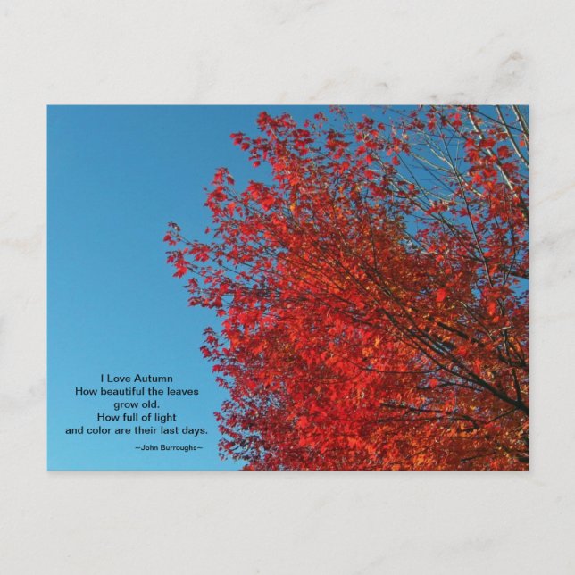 I Liebe Herbstpostkarte Postkarte (Vorderseite)