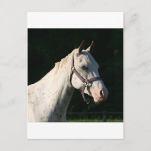 I LIEBE HORSES POSTKARTE