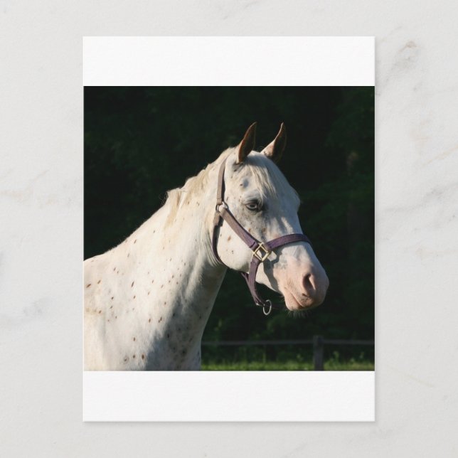 I LIEBE HORSES POSTKARTE (Vorderseite)