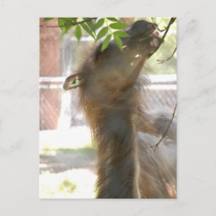 I Liebe Llamas Postkarte