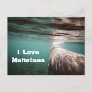 I Liebe Manatees Postkarte