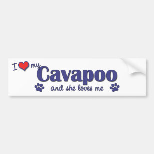 I Liebe mein Cavapoo (weiblicher Hund) Autoaufkleber