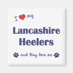 I Liebe mein Lancashire Heelers (mehrfache Hunde) Magnet