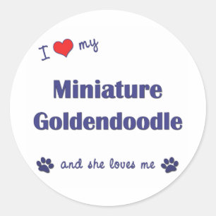 I Liebe mein MiniaturGoldendoodle (weiblicher Runder Aufkleber