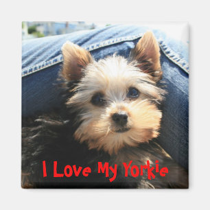 I Liebe My Yorkie Magnet