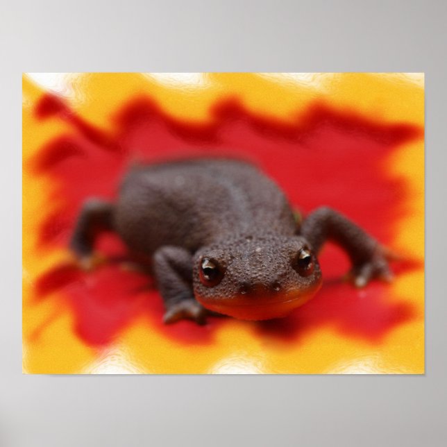 I Liebe Newts Fine Art Prints Poster (Vorne)