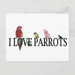 I Liebe Papageien Postkarte