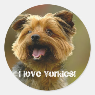 I Liebe Yorkies! Aufkleber