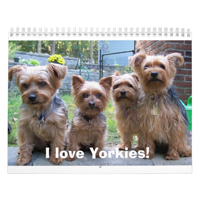 I Liebe Yorkies! Kalender (Titelbild)