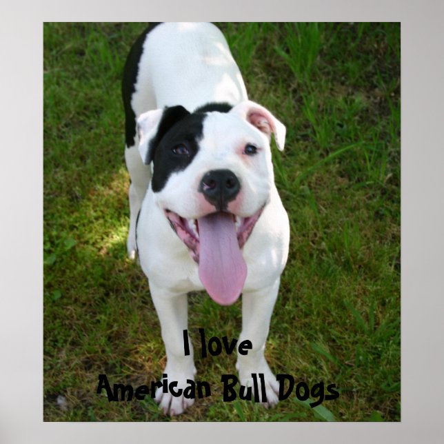 I Love American Bull Dogs Poster (Devant)