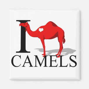 I Love Camels Magnets