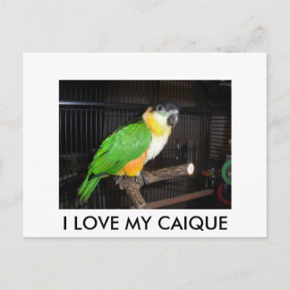 I LOVE MY CAIQUE POSTKARTE