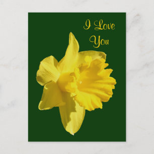 I Love You Daffodil Flower Photo Carte Postale