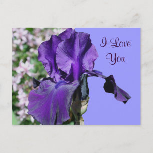 I Love You Purple Iris Flower Photo Carte Postale