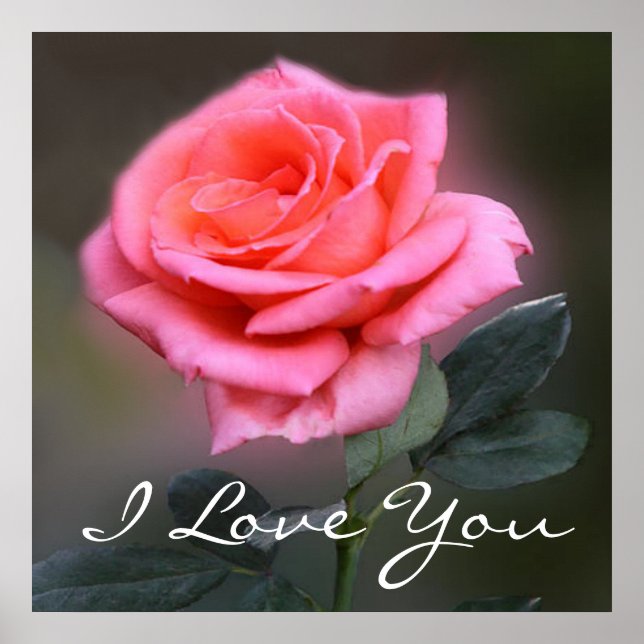 I love you rose poster (Vorne)