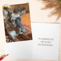 I’m Sorry Side Eye Cattle Dog Belated Birthday