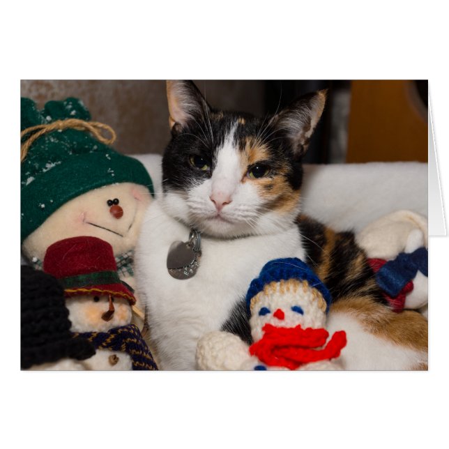 I Spy A Calico (Vorderseite (Horizontal))