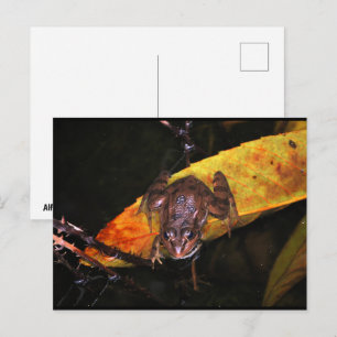 Iberischer Wasserfrosch auf einem Blatt Postkarte