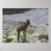 Ibex Chamonix Französische Alpen