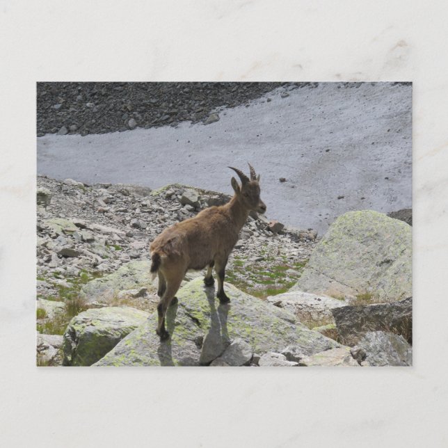 Ibex Chamonix Französische Alpen Postkarte (Vorderseite)