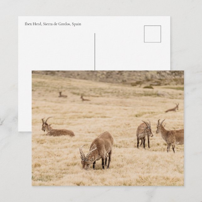 Ibex Herd Grazing in Sierra de Gredos, Spain Postkarte (Vorne/Hinten)