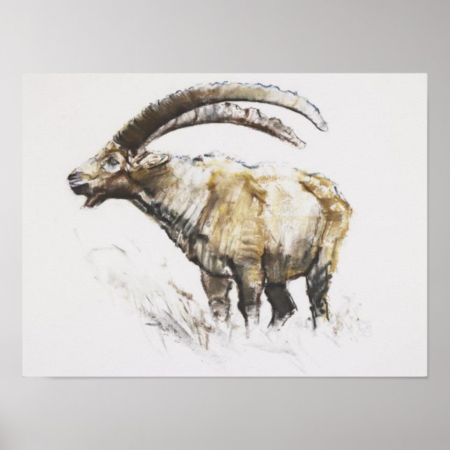Ibex Noasca Poster (Vorne)