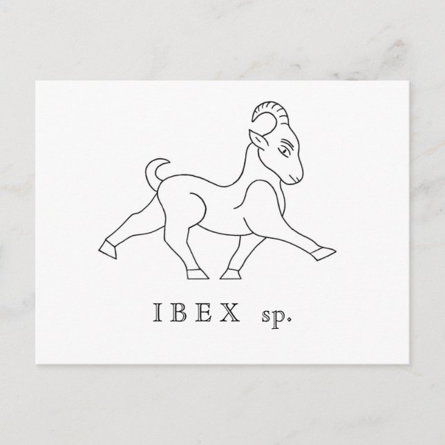 Ibex sp. Steinbock Postkarte (Vorderseite)