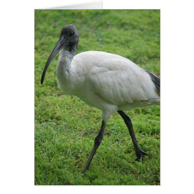 Ibis (Vorne)
