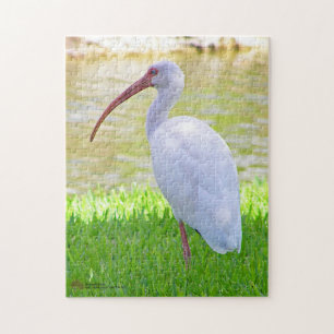 Ibis auf ein Lichtbild