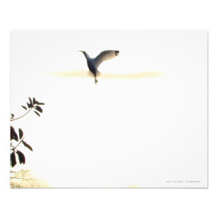 Ibis Ballet in Flight Foto Print