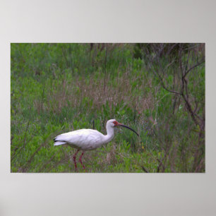 Ibis Bird Foto Poster
