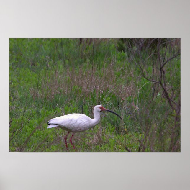 Ibis Bird Foto Poster (Vorne)
