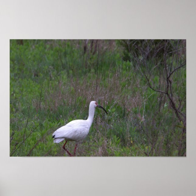 Ibis Bird Foto Poster (Vorne)