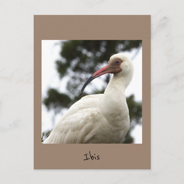 Ibis Bird Foto Postkarte (Vorderseite)