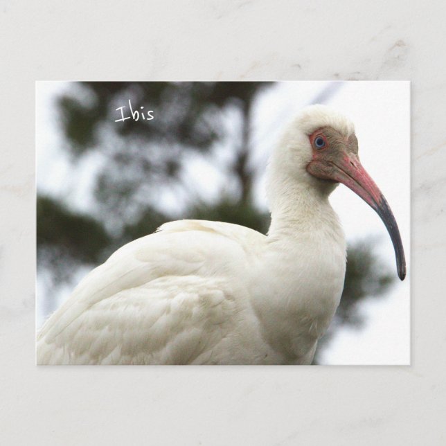 Ibis Bird Foto Postkarte (Vorderseite)