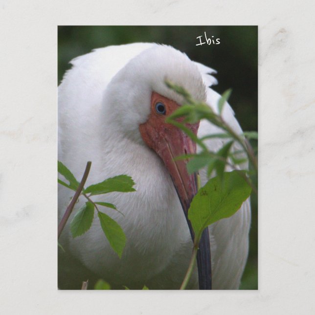 Ibis Bird Foto Postkarte (Vorderseite)