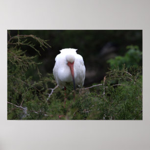 Ibis Bird Poster