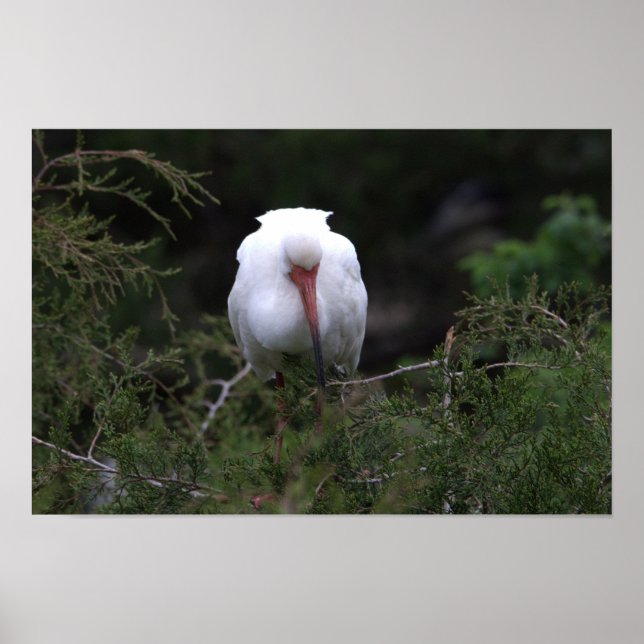 Ibis Bird Poster (Vorne)