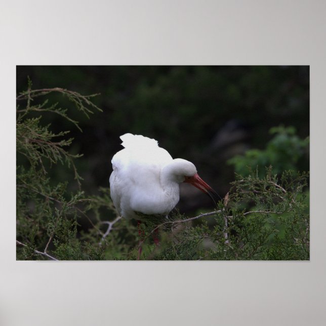 Ibis Bird Poster (Vorne)