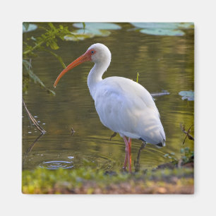 IBIS, das am Teich-Magneten trinkt Magnet