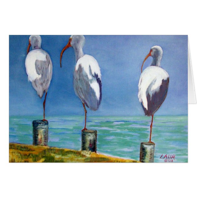 Ibis Design (Devant horizontal)