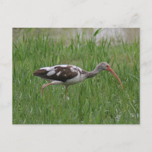 Ibis-Foto-Postkarte Postkarte