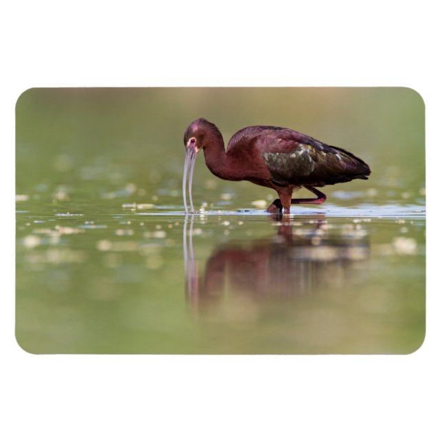 Ibis in die Teiche Magnet (Horizontal)