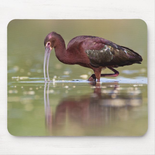 Ibis in die Teiche Mousepad (Vorne)