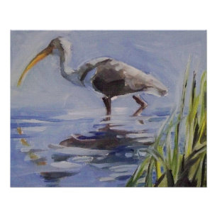 Ibis in Grassy Marsh Poster