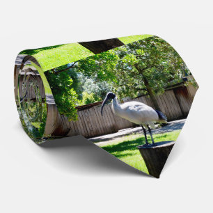 Ibis (Mülltonnenhuhn) auf einem Baumstamm, mit Kra Krawatte