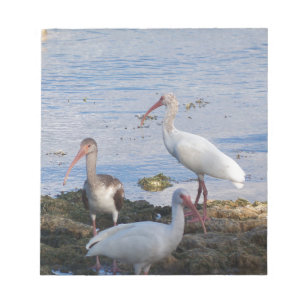 Ibis-Vögel am Ufer der Florida Bay Notizblock