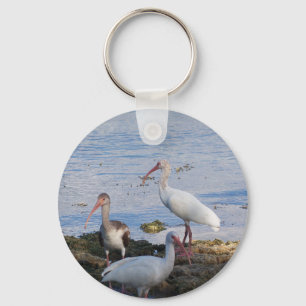 Ibis-Vögel am Ufer der Florida Bay Schlüsselanhänger