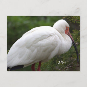 Ibis-Vogel-Foto-Postkarte Postkarte